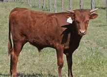 Cowboy Chrome x Lazy J's Just Painted bull calf