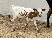 HRT Vindicated Lady Bull Calf