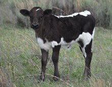 Daisy Dollop 2412 bull