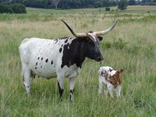 MI TIERRA VACA 964