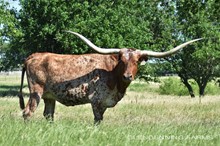 TEXANA DOVE WEED