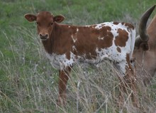 Sassy Cowgirl heifer 2407