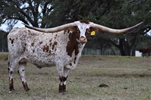 TS Southern Charm