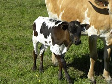 6/14 bull calf