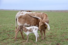Bull Calf tag 37/6