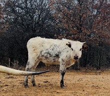 Enchantress Bull Calf