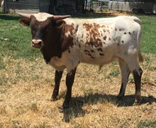 2016 Meloney Bull Calf
