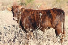 2021 Hot Rod bull calf 