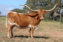 RM Rex's Carmela