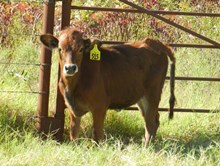 Unregistered Calf