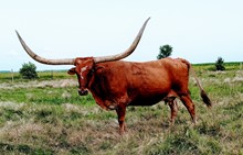 HAY STACK