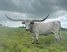 BCR TEXIE 540 