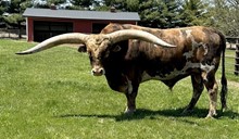 COWBOY RINGMAN YAK CCC