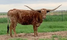 LJL TEXAS ROSIE