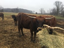 Heifer Calf Hubbells Heavy Duty x WS Annie