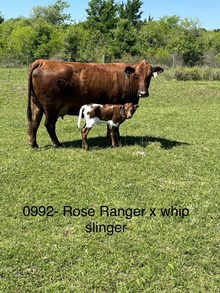 1 BUX 24  #0992 ROSE RANGER X SHEZA