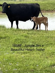 1 BUX 27 #1856 JJ X beautiful heart 