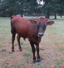 Luanna Bull Calf