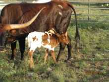 MALACHI RUBY HEIFER