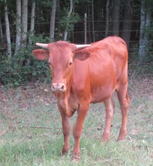 Joy's  Heifer