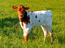 Heifer Calf