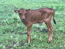 MUSIC ADELITA'S BULL CALF