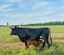Big News X HL Sunshine bull calf