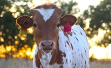 2023 Super Classy Heifer