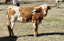 REAL DEAL X PAINTED GRAND HEIFER