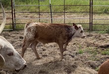 CVL Sittin SMoke bull