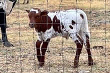 384 Unnamed Steer - Melody