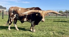 COWBOY RINGMAN YAK CCC