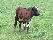 Unnamed Bull Calf