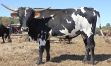 64 unnamed bull calf