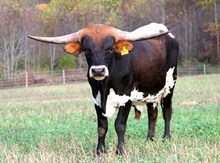 unnamed bull