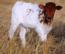 2016 Merilee Bull Calf
