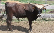 Jessica's Bull Calf