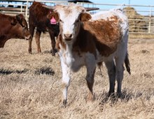 2016 Double Caramel Bull