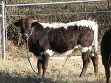 Debbie Leigh bull calf 06/10