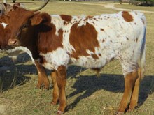 Queenie's bull calf