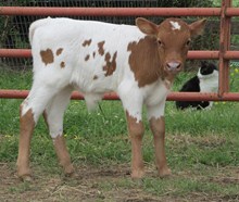 DD bullcalf