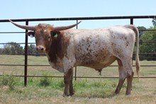 201 unnamed bull calf