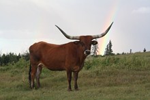 HUNTS FIRST TASTE OF TX