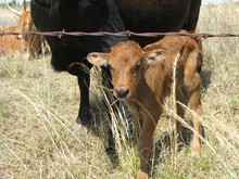 Debbie Leigh bull calf 106