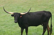 BLACK COW MCBRIDE