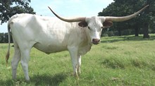 CWR Texana Ivory