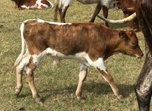 Jamm'n Judy bull calf 819