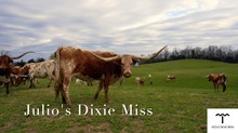 Julio's Dixie Miss