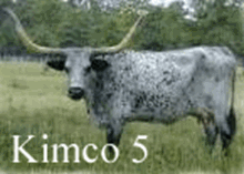 Kimco 5