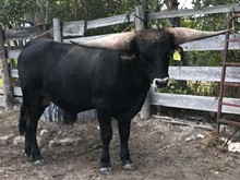 LJL Sam Santee
